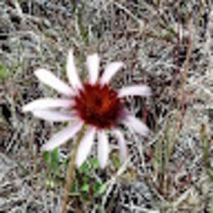 Meet your Posher, Jackson